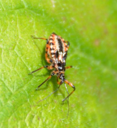 Rhynocoris iracundus